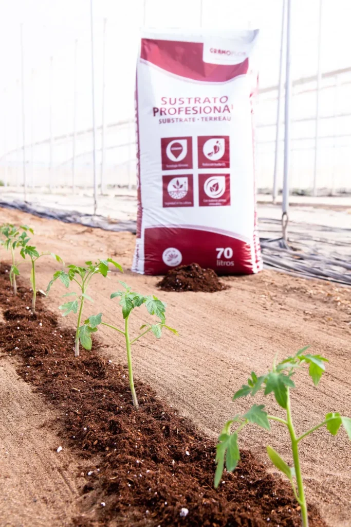 Saco de sustrato profesional GRAMOFLOR 70 litros junto a plántulas de tomate en hoyo de plantación en invernadero