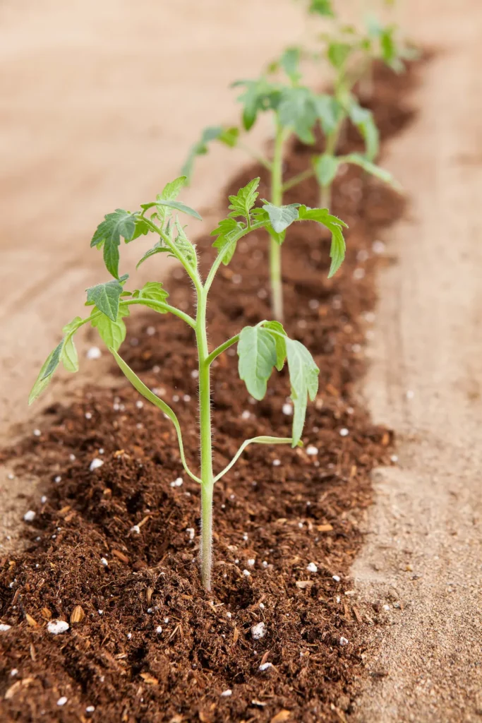 Fila de plántulas de tomate con sustrato oscuro en línea de plantación al aire libre