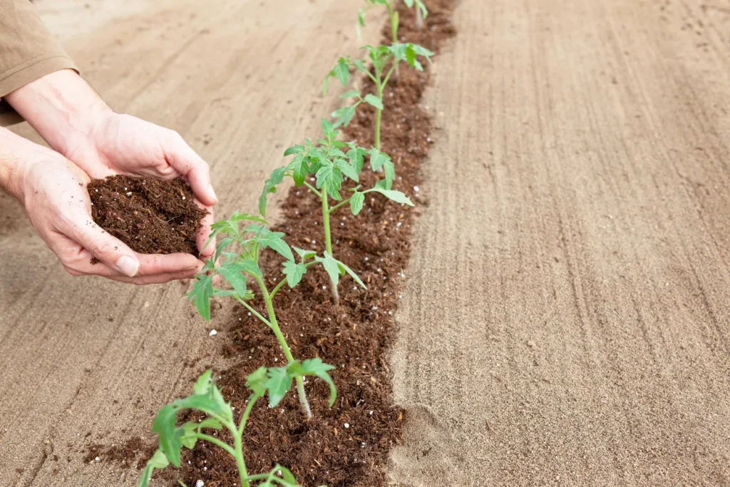 Agricultor aplicando sustrato para hoyos de plantación en una línea de trasplante de tomate