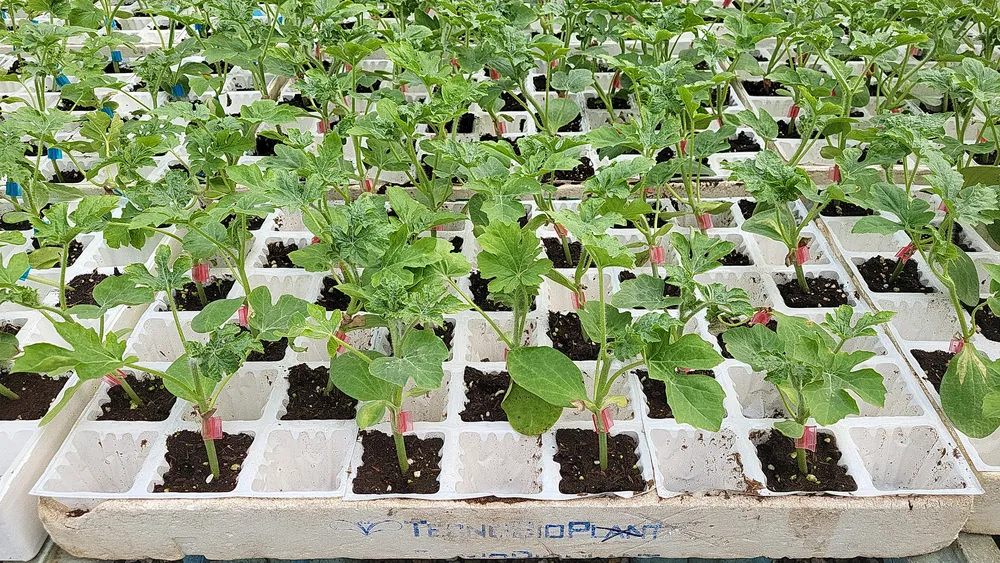 Bandejas de semillero hortícola con Sustrato Especial Hortícolas Plus de Gramoflor