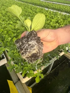 Cepellón con sistema radicular muy desarrollado en sustrato Gramoflor Ibérica