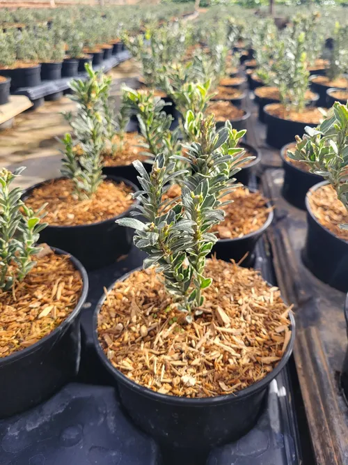 Macetas de buxus con cobertura CONTAINER MULCH de Gramoflor