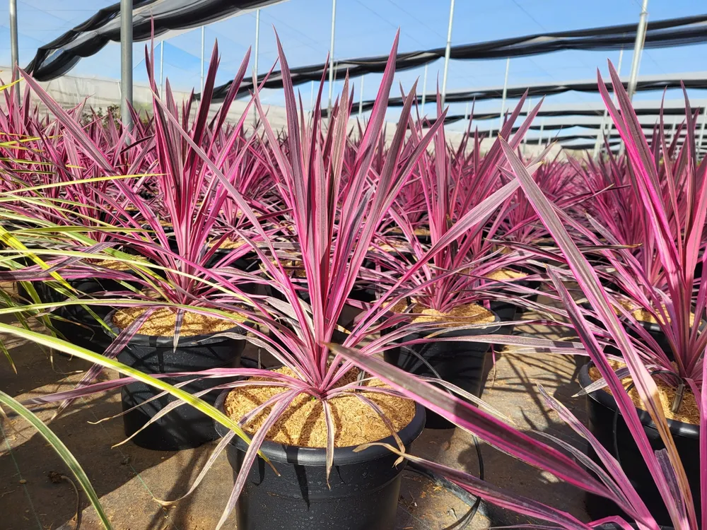 Cordyline rojas en macetas con cobertura CONTAINER MULCH de Gramoflor