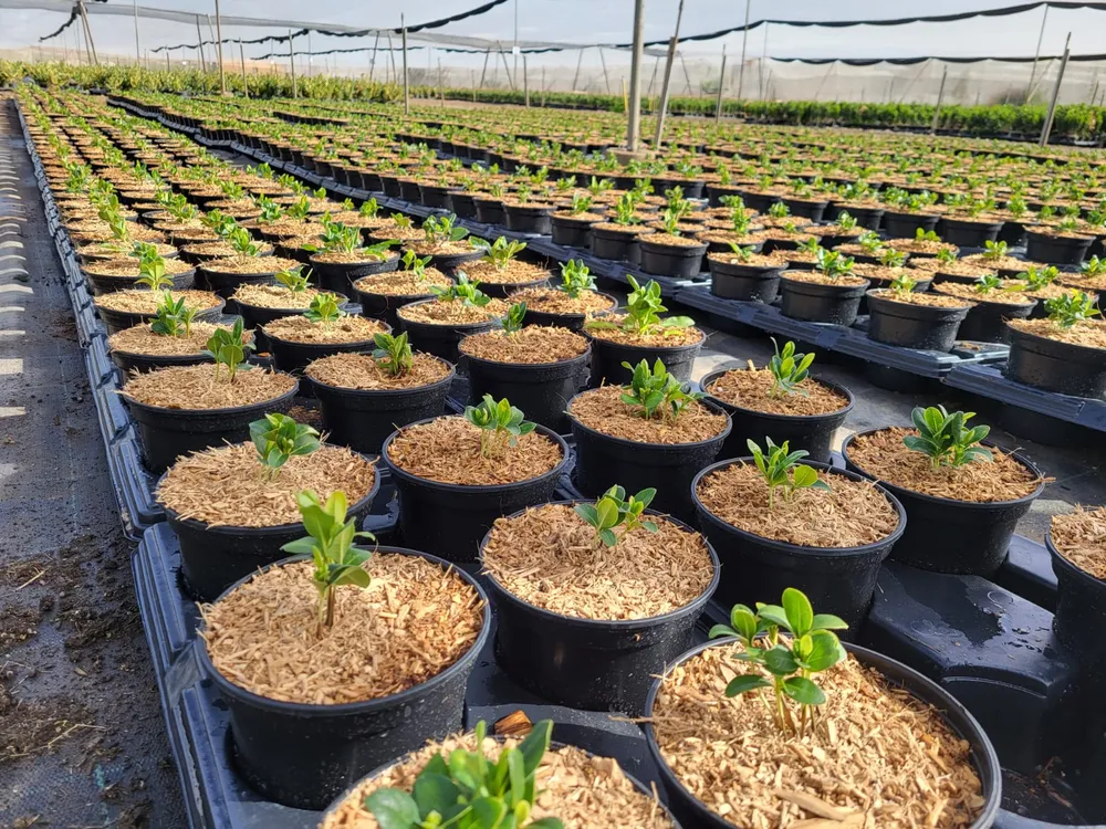 Filas de macetas con planta joven y cobertura CONTAINER MULCH en vivero