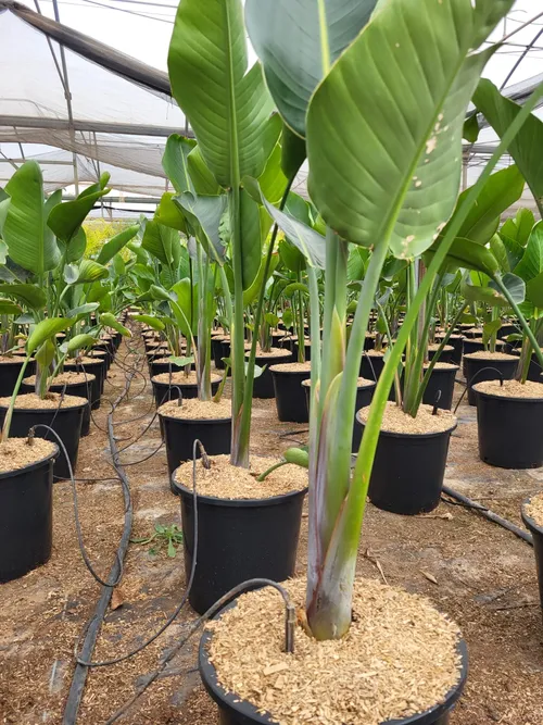 Strelitzia en macetas con mulch de fibra LIGNOFIBRE® en vivero