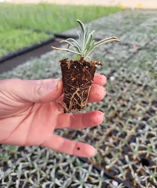Esqueje de lavanda con raíces desarrolladas en sustrato Gramoflor
