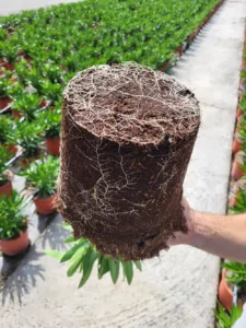 Cepellón con sistema radicular desarrollado en sustrato Peat Free de Gramoflor Ibérica