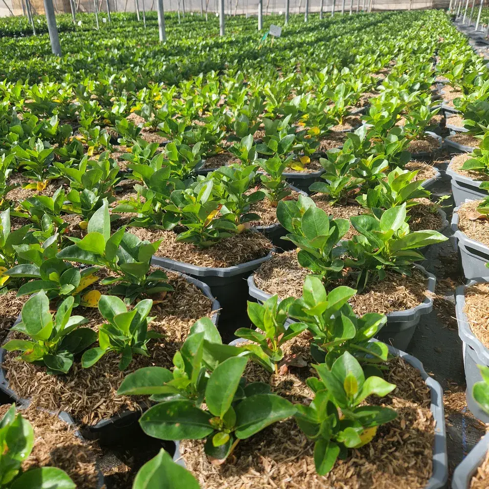 Plantas en contenedor con sustrato Peat Free de Gramoflor Ibérica en vivero profesional