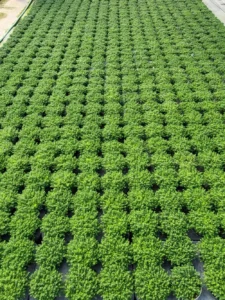 Producción a gran escala de plantas en sustrato sin turba de Gramoflor Ibérica