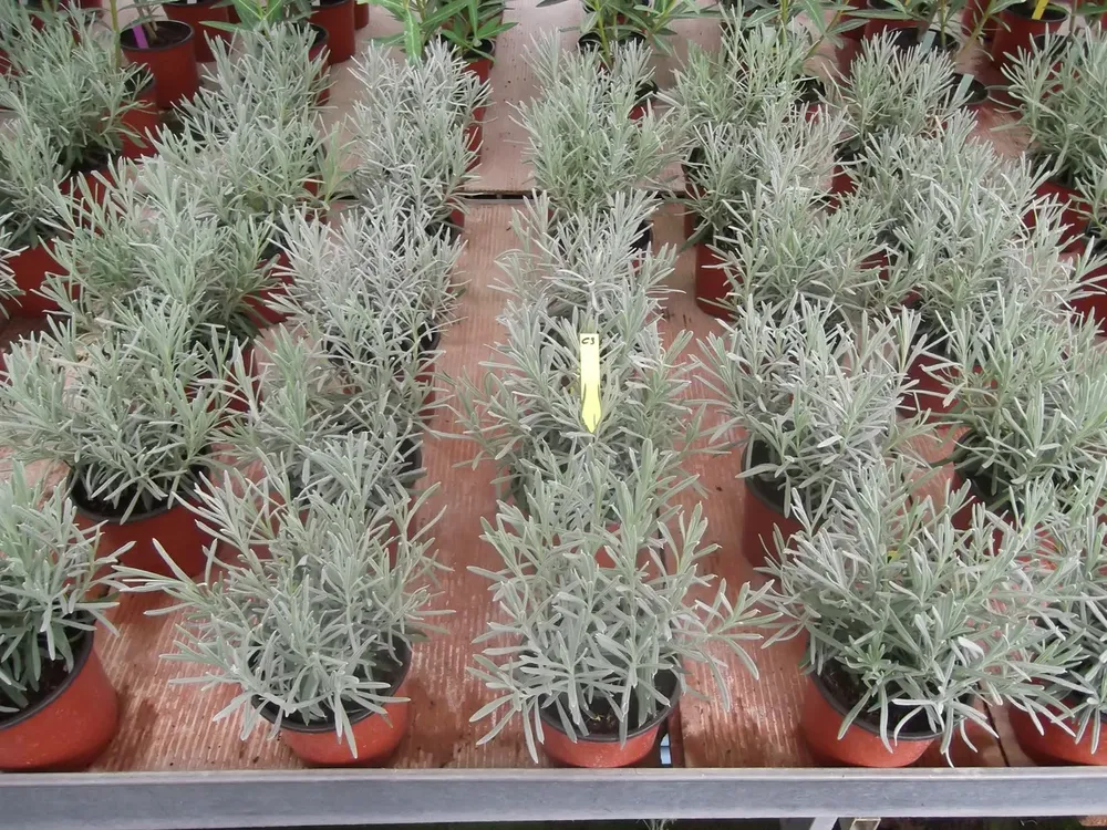 Lavanda Angustifolia en macetas con sustrato Gramoflor en invernadero