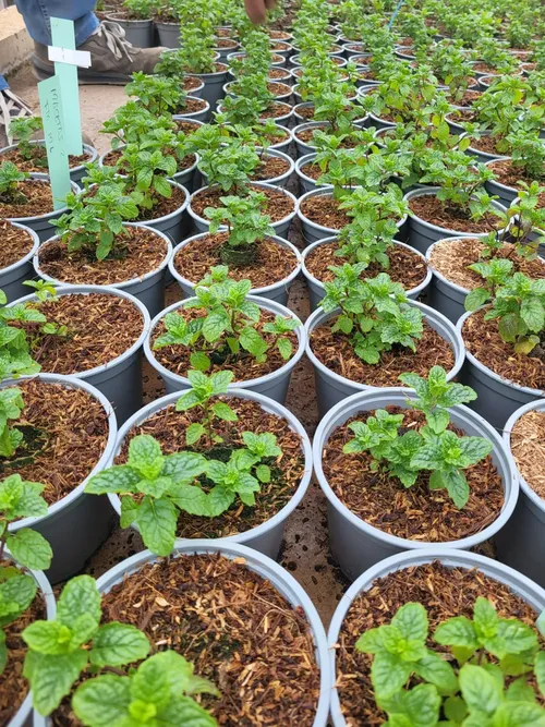 Plantas de menta en macetas con sustrato Gramoflor para aromáticas culinarias