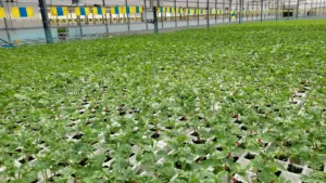 Producción de semillero hortícola a gran escala con sustrato Gramoflor Ibérica