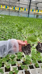 Plántulas hortícolas con sistema radicular desarrollado gracias al sustrato Gramoflor