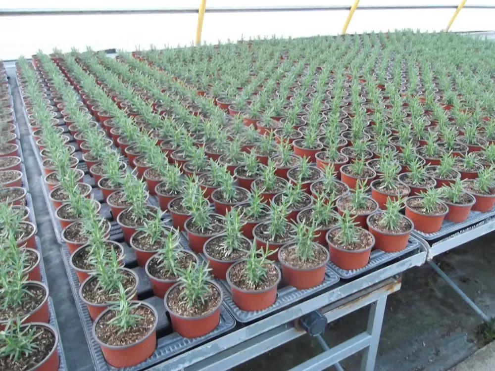 Plantas de romero cultivadas con sustrato Gramoflor en invernadero profesional