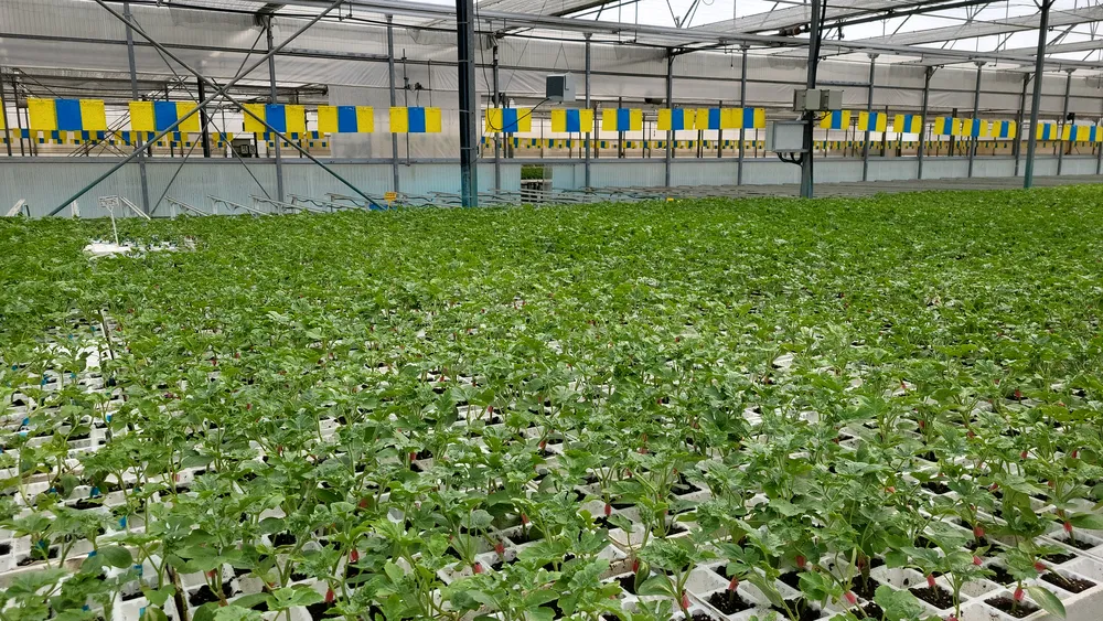 Semillero profesional de hortícolas en invernadero con sustrato Gramoflor Ibérica