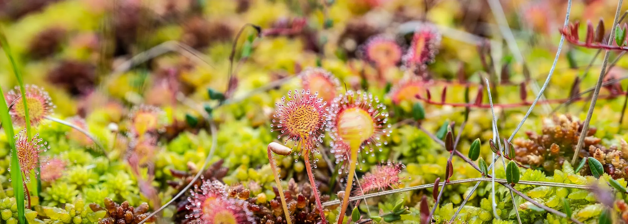 Drosera y musgo en una turbera renaturalizada