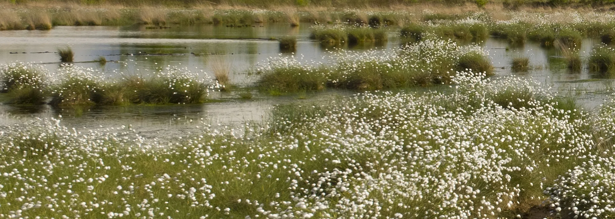 Turbera restaurada con algodón de pantano en flor