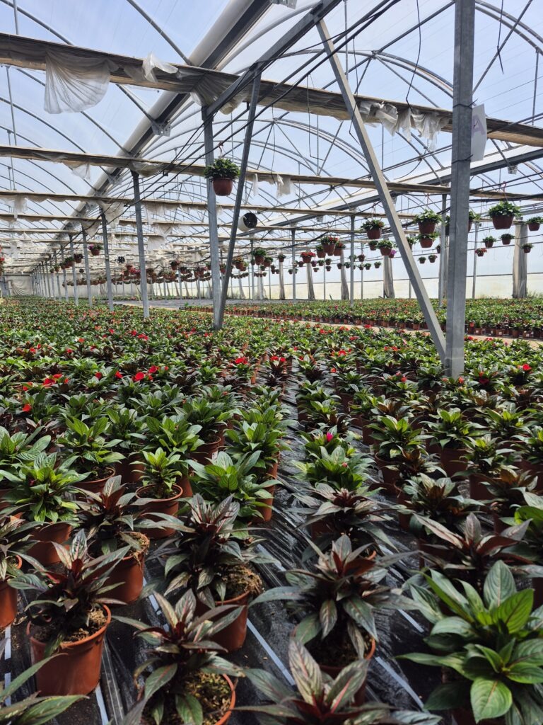 Impatiens cultivadas con Cultivo Premium GX