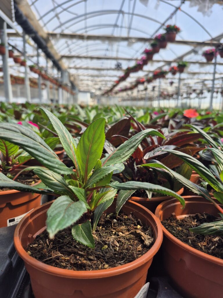 Impatiens cultivada con Cultivo Premium GX