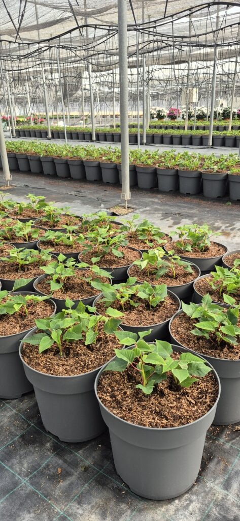 Poinsettias cultivadas con Cultivo Premium GX