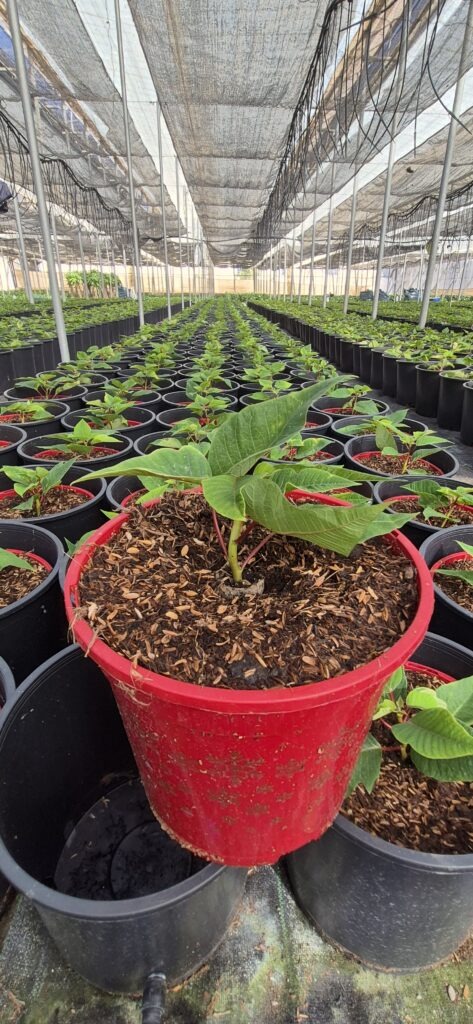 Poinsettias cultivadas con Cultivo Premium GX