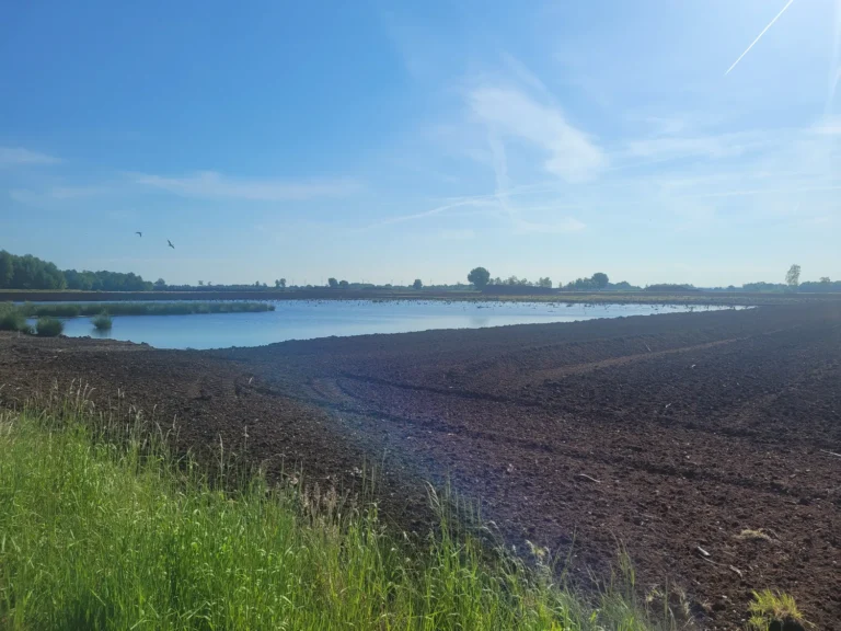 Turbera renaturalizada con zona húmeda y aves acuáticas tras la extracción de turba